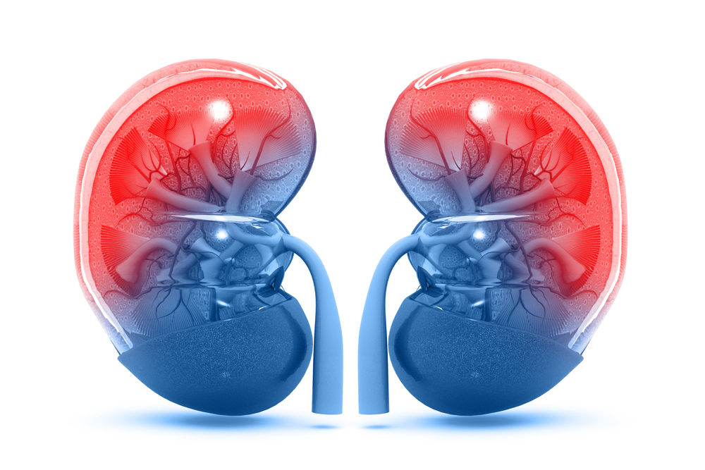 Image for Kidneys